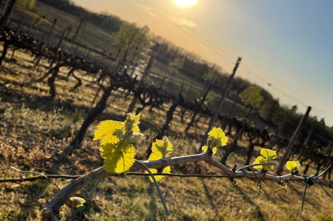 Vineyards Vineyards